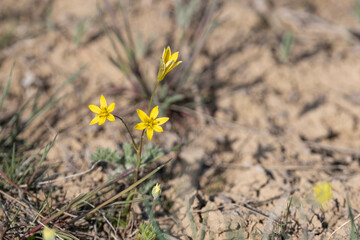 Goose onion, or Goosebow, or Gooseweed, or Geidzhia, or Bird's onion, Gagea In the desert soil of the earth, two small yellow spring flowers bloom,