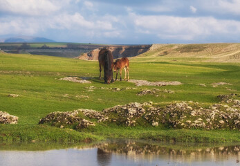 Horses, a foal and a mare graze peacefully on a green spring meadow in the foothills.