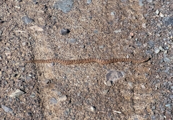inconspicuous snake lies on the roadit is the common Cottonmouth a mediumsized snake with an elongated body and a characteristic triangular head. Its color brown  with characteristic spots or stripes 
