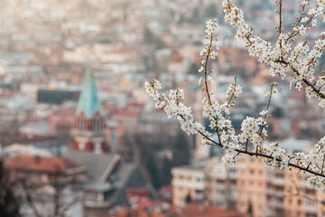 picturesque view of Sarajevo as spring transforms the cityscape, with blooming trees and colorful...