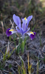 Iridodictyum, Iris Kolpakovsky Iridodictyum Beautiful spring bulbous flower, grows in Central Asia....