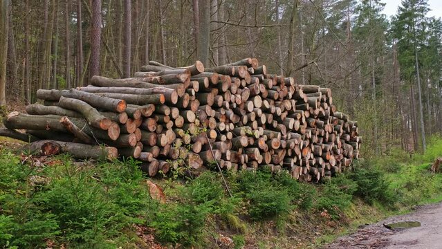 Tree Logs Stacked at Forest Clearance Site Prepared for Transport on Flatbed Trailer