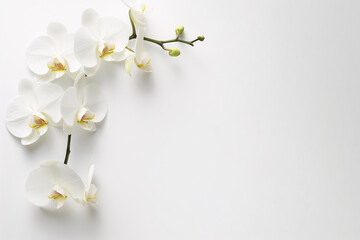 White orchids displayed on a white background with room for text placement.