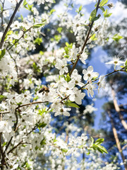 cherry blossoms in the spring in the garden with beautiful flowers and a flying wasp in focus against the blue sky