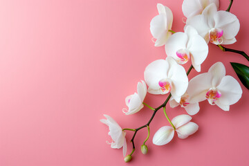 Branch of white orchids contrast beautifully against a soft pink background.