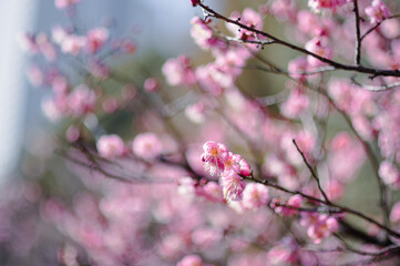 桃色の梅の花
