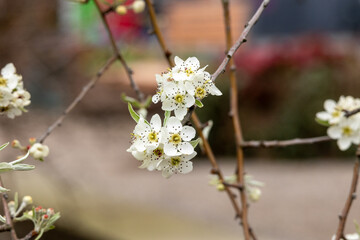 A close up of a tree with white flowers