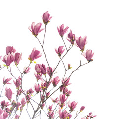 Obraz na płótnie Canvas magnolia with dew drops isolated on white background