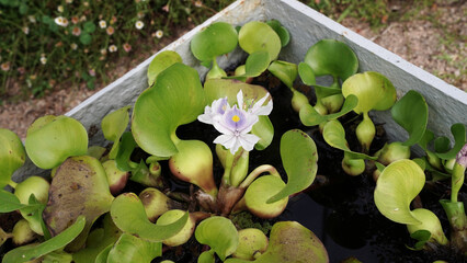 Water plants. Closeup view of Eichornia crassipes, also known as water hyacinth, green leaves and purple flower, growing in ta metal container in the garden.