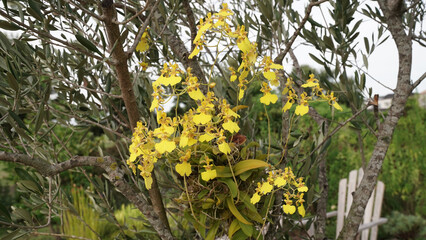 Orchids. Closeup view of an Oncidium bifolium also known as Gomesa bifolia with yellow flowers, growing in a tree in the garden. 