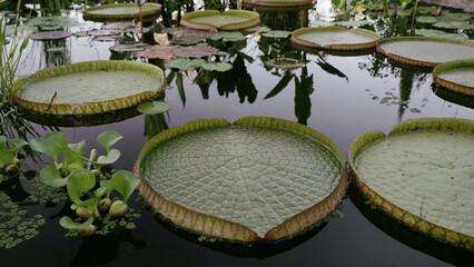 Aquatic plants. Closeup view of Victoria cruziana, also known as Irupe, giant waterlily green...