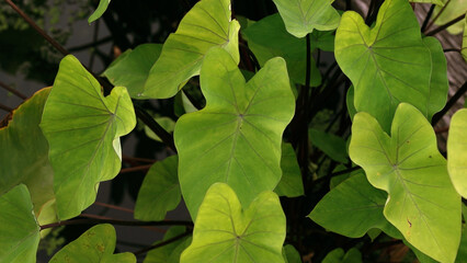 Swamp plants. Closeup view of Colocasia esculenta green leaves, growing in the pond.               ...