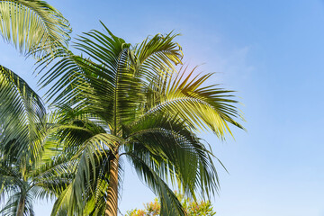 green palm leaf in sunlight - obrazy, fototapety, plakaty