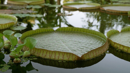 Aquatic plants. Closeup view of Victoria cruziana, also known as Irupe, giant waterlily green floating leaves, growing in the pond. 