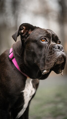cane corso, pies, szczeniak © Piotr