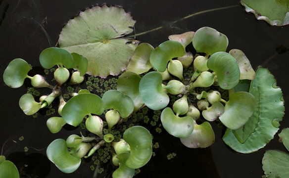 Top view of Eichornia crassipes, alos known as water hyacinth, green leaves growing in the pond