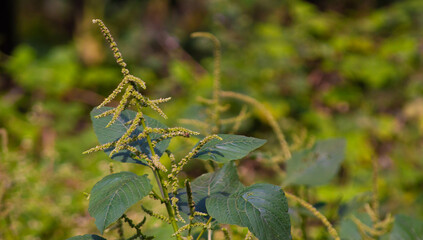 wild amaranth flower growing in the garden. thriving green spinach.