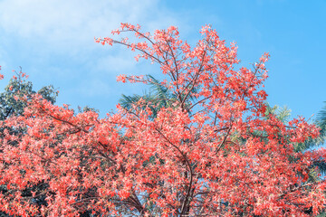 pink silk floss tree flower in garden