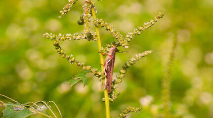 brown grasshoppers perched on spinach plants