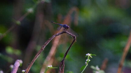 dragonfly perched on a dry twig