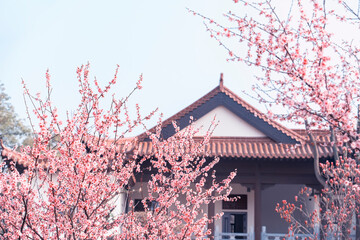 plum blossom traditional chinese roof in park of china
