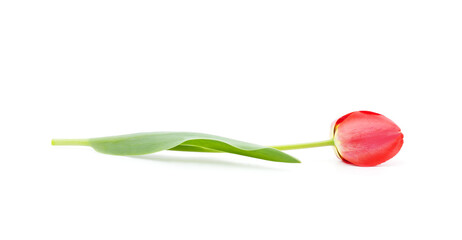 One red tulip.