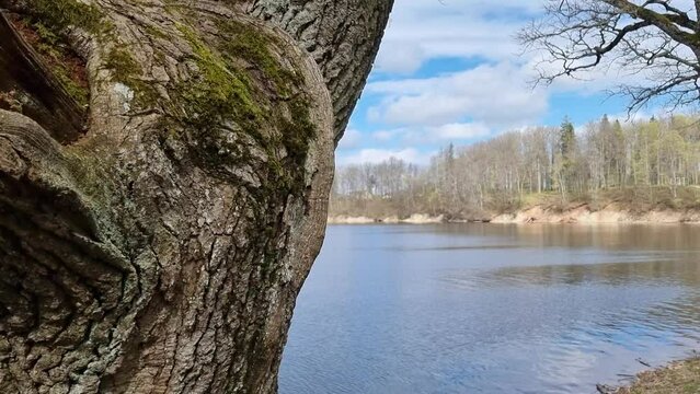 koknese park and river