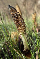 Close-up of a single horsetail sprout among the grass