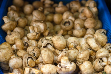 Mushrooms on a supermarket shelf. Close up.