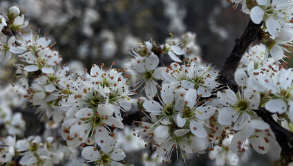 Close-up, a branch densely strewn with small wild cherry flowers