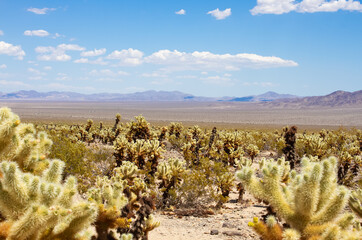 Cholla Cactus Garden trail with mountains and valley view in Joshua Tree National Park, California,...