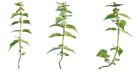  White dead nettle 4K png cutout