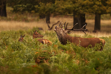 Richmond park, the red deer (Cervus elaphus) in the ferns in the colourful forest