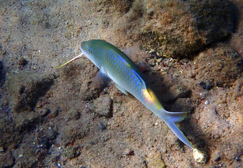 Close-up of Yellowsaddle goatfish in tropical waters of the Red Sea, Middle East