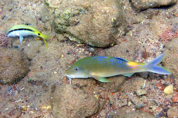 Fototapeta na wymiar Close-up of Forsskal goatfish (upper small) and Yellow-saddle goatfish , scientific name is Parupeneus cyclostomus, in tropical waters of the Red Sea, Middle East