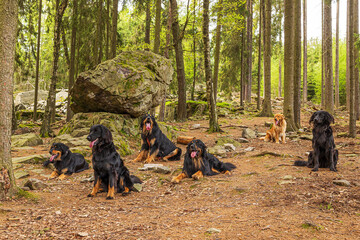 male a female black and gold Hovie dog hovawart six individuals in the forest