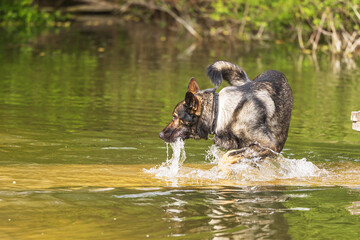 female German Shepherd Dog chumming the water