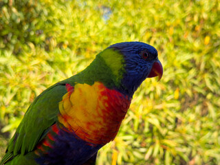 Naklejka premium Rainbow Lorikeet Parrot. Birds of Australia