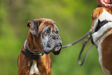 The Boxer is a medium to large, short-haired dog breed of, developed in Germany.