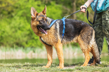 female German Shepherd Dog on the harness
