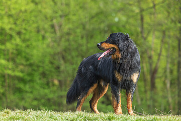 male black and gold Hovie dog hovawart