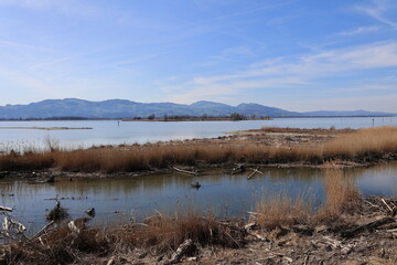 Blick auf die Naturlandschaft am Einlauf des Rheins in den Bodensee bei Hard in Österreich	