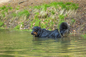 male black and gold Hovie dog hovawart is swimming
