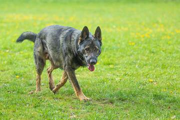 female German Shepherd Dog on the grass of the park