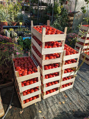 Piles of crates filled with red tomatoes at vegetable garden - 790996133