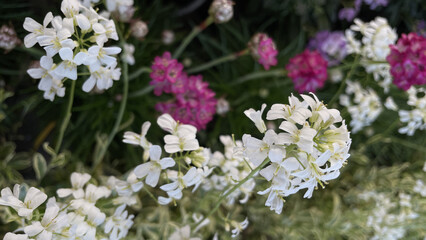 Close-up, HUNGARIAN ROCKCRESS, white flowers of the spring season