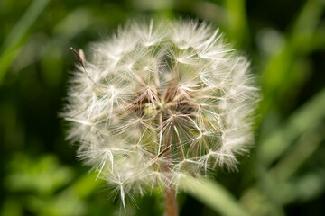 Diente de león macro © Mjdelafuente