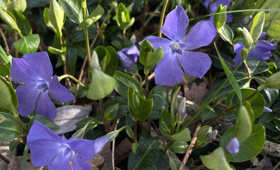 botanical photograph of purple periwinkle flowers