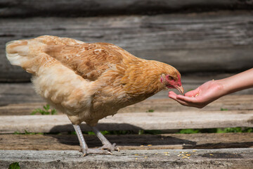 A child feeds a red hen by hand
