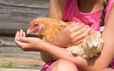 A girl holds a red hen in her arms and feeds it